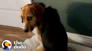 This Dog Stared At The Wall For Hours Until Finally Realized He Was Home | The Dodo Faith Restored