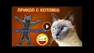 ПРИКОЛЫ С КОТАМИ 2018 с озвучкой