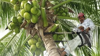 Producción y Comercialización en el Mercado del Coco  - TvAgro por Juan Gonzalo Angel