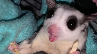 What Noises do a Sugar Glider Make?