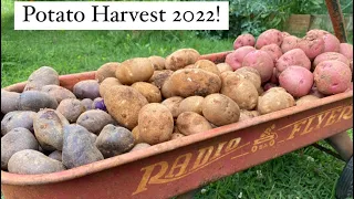 POTATO HARVEST 2022! |second year growing potatoes| Update & how to administer vitamins to duckling