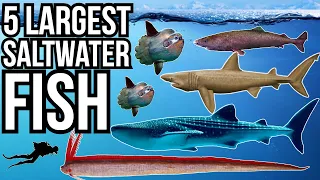 5 Of The Largest Saltwater Fish In The World