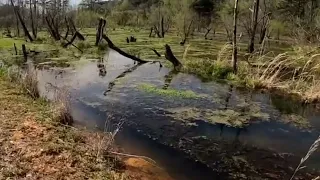 Redo 2 Trying to drain all the water from the highway 31 mega beaver pond. Multiple dams and clogs