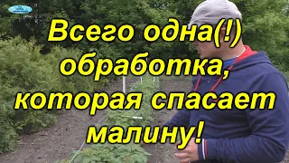 Чем и как обработать малину от вредителей и болезней(одна обработка).