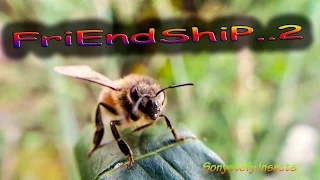 Friendship.. 2     (: Bees Minuscule  Insetti Insects Apis Bee Amicizia :)