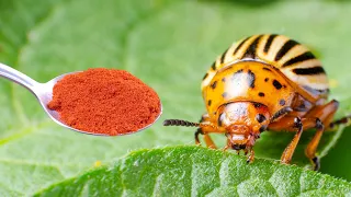 The best organic garden protection against potato beetles and caterpillars!