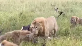 Male lion gets tired of hyena laughs