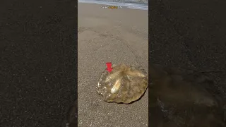 Amazing Act of kindness: Saved Jellyfish Life 😱 #shorts