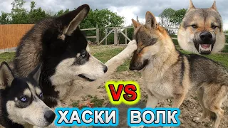 ХАСКИ VS ВОЛК. Заблудившаяся хаска пришла к нам в гости!