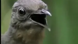 Amazing! Bird Sounds From The Lyre Bird   David Attenborough   BBC Wildlife L0peA6Pnx8Q