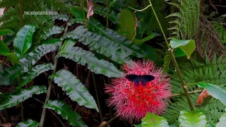 Italian museum recreates butterfly forest