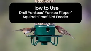 How to Use Droll Yankees Yankee Flipper Squirrel-Proof Bird Feeder