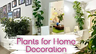 7 Unique & Stylish Indoor Plants for Home decoration घर के अंदर रखे जाने वाले खूबसूरत पौधे