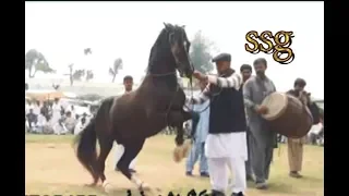 best horse dance in pakistan No.10