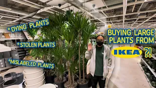 How Plant Shopping In IKEA Has Changed In 2023 [VLOG]