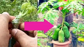 Papaya Grafting Techniques, How to Graft Papaya Fruit Plant, Amazing Papaya Tree Grafting Skill