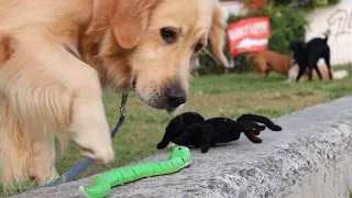 Cat Prank and Dog Prank with Remote Control Snake