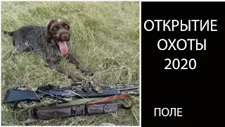 Открытие охоты 2020 (перепел).   Дратхаар и косяки в поле!