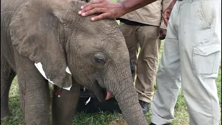 Tiny Tusker Elephant Timisa’s Five Year Journey with the Jabulani Herd