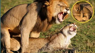 Have you ever seen  lion sexing??😳😳