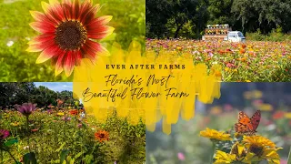 Florida's Most Beautiful U-Pick Flower Farm