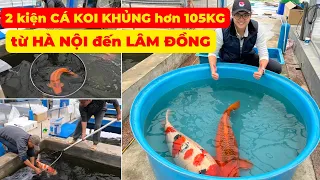 Vận chuyển 2 kiện CÁ KOI KHỦNG nặng hơn 105kg | Vận chuyển CÁ KOI NHẬT đi đường xa AN TOÀN