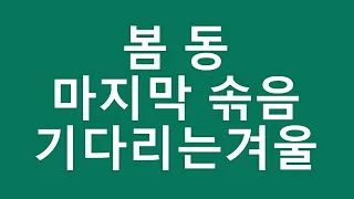 [텃밭농부.437]  봄동 마지막 솎음. 봄동재배.11월