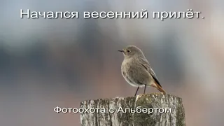 Фотоохота с Альбертом. Начался весенний прилёт.