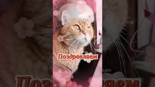 1 марта Всемирный День Кошек😻😸