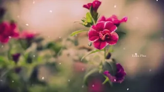 Priyane Urangiyille...😍WhatsApp Status 💕