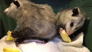 Opossums eating apples