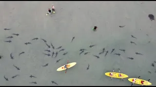 HUNDREDS of Leopard Sharks at La Jolla Shores | 4k | Amazing Drone Footage