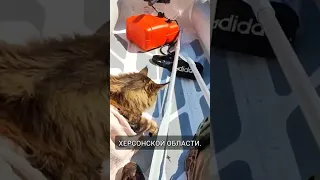 Спасли котика мейн-куна от потопа