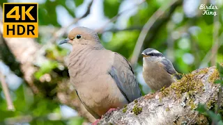 Cat TV for Cats to Watch 😺❤️ Beautiful Birds and Squirrels in Nature 🐦 8 Hours(4K HDR)