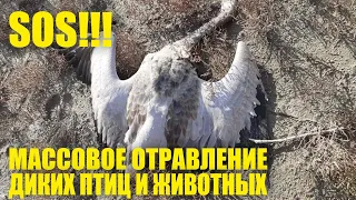 SOS!!! Массовое отравление диких птиц и животных в Ставропольском крае и Ростовской области 18+