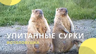 Упитанные сурки попали в объектив фотоловушки в Присурском заповеднике