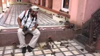 Templo de las Ratas - Bikaner - India