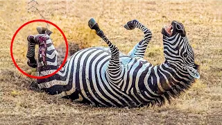 भगवान ऐसा किसी के साथ ना करे | 30 Moments When Zebras Are Injured | Hindi |