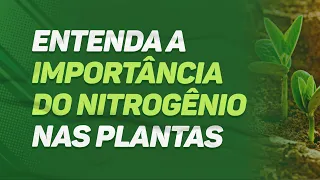 Entenda a IMPORTÂNCIA do NITROGÊNIO para as PLANTAS
