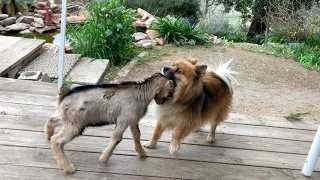 Baby Goat Headbutts Dog