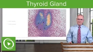 Thyroid Gland – Head and Neck Anatomy | Lecturio