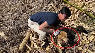 Rescue the poor dog that was crushed by a train that almost lost his life