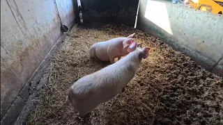 Pigs growing, Tb testing, calf feeding