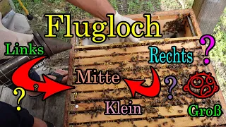 Das Flugloch der Bienenbeuten was  macht es aus wo soll es sein