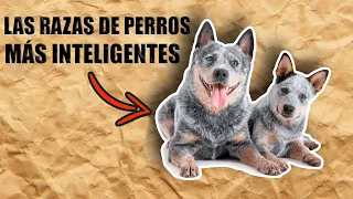 LAS RAZAS DE PERROS MÁS INTELIGENTES DEL MUNDO