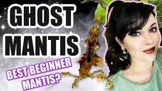 BEST BEGINNER MANTIS?-GHOST MANTIS CARE