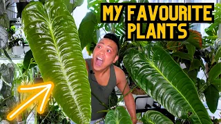 you HAVE to see these plants!!! My favourite houseplants | Monstera, Philodendron, Anthurium, Hoya