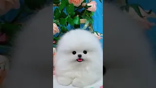 Tik Tok Chó Phốc Sóc Mini 😍 Funny and Cute Pomeranian #shorts