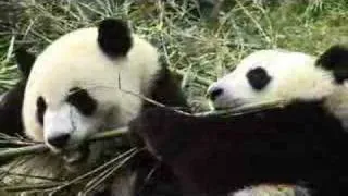 Simple life is the best life-Giant Panda