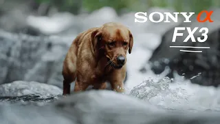 A Cinematic Dog Commercial (SONY FX3)